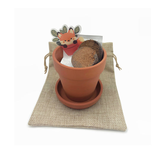 Grow your own Courgettes