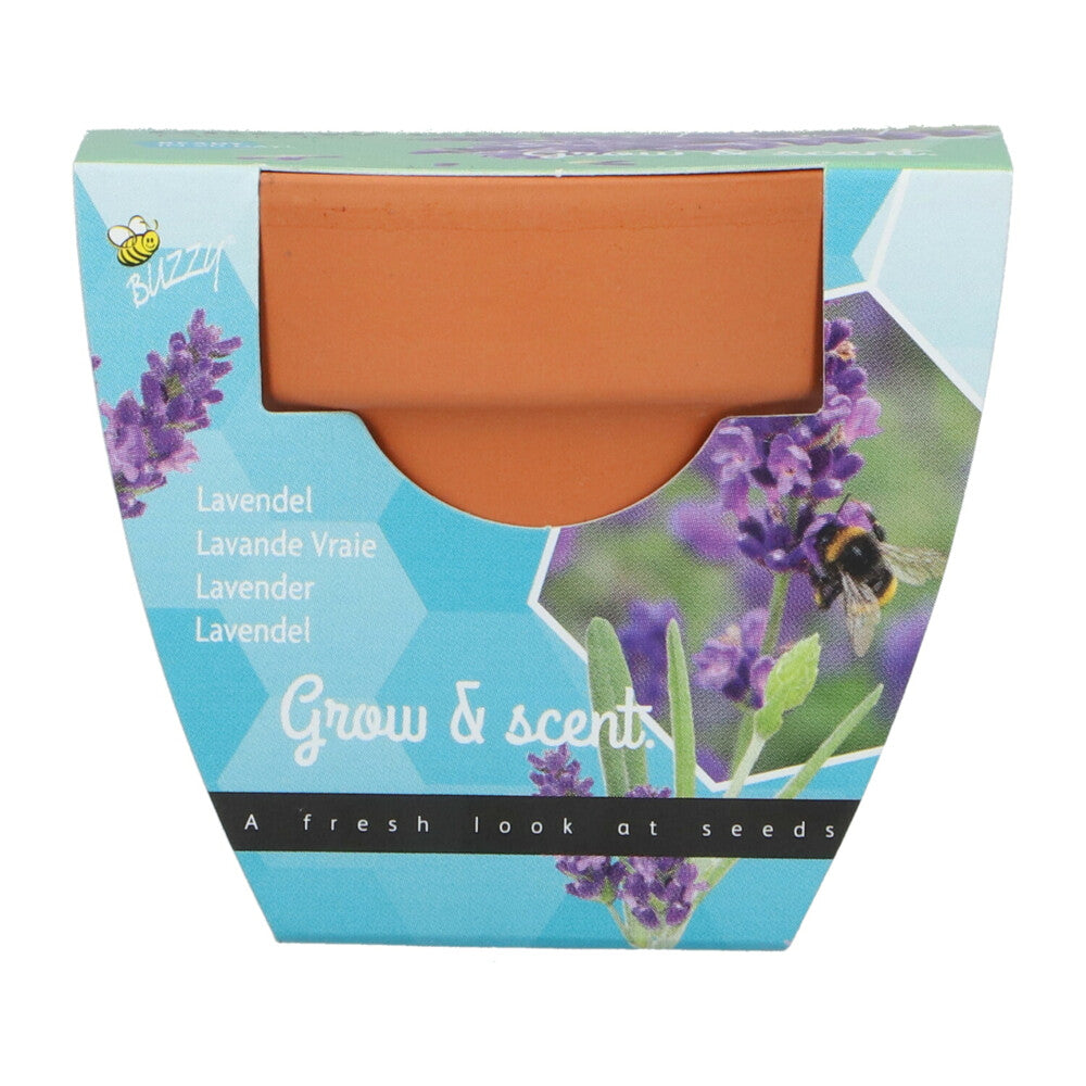 Grow your own Lavender