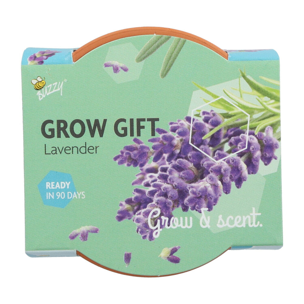 Grow your own Lavender
