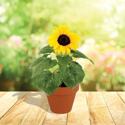 Buzzy Grow your own Sunflowers