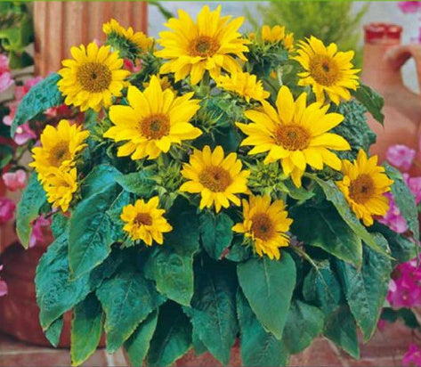 Sunflower Race Grow Kit 1