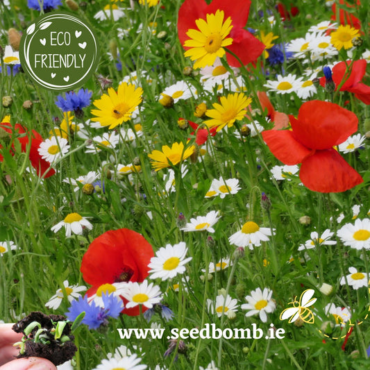 Native Irish Wildflower Seedbombs