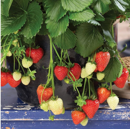 Grow your own Strawberries Kit