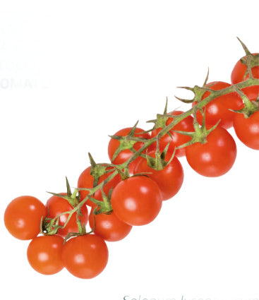 Grow your own Sweet Cherry Tomatoes Kit