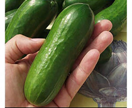 Grow your own Snack Cucumbers Kit