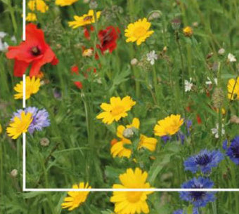 Buzzy Grow your own Wildflowers