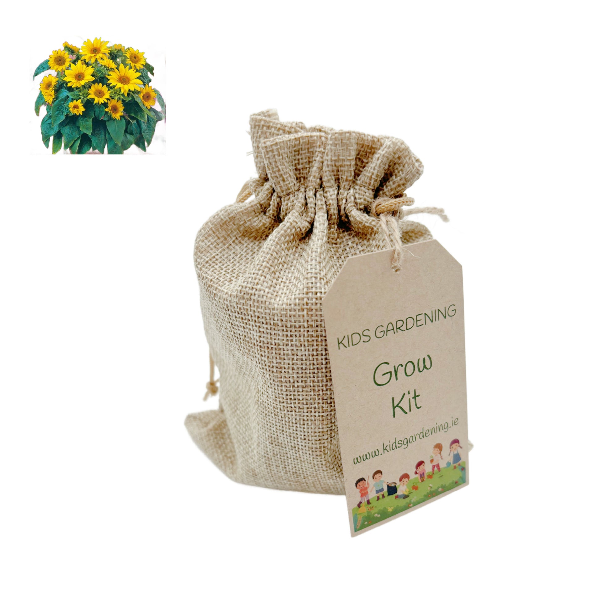 Grow your own Sunflower Kit